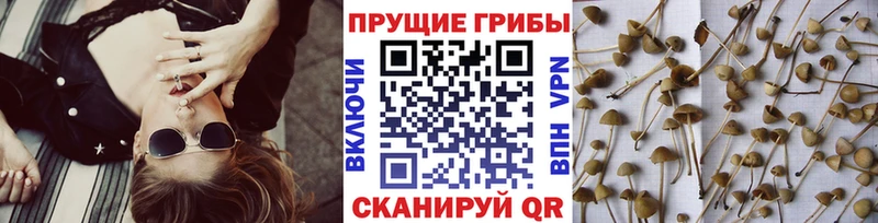 Купить где  Бабушкин  Галлюциногенные грибы GOLDEN TEACHER 
